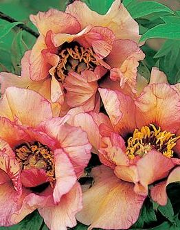 Close-up of three blooming Paeonia 'Savage Splendour' Peony Roses, with yellow centers surrounded by green leaves in a decorative 8" pot.