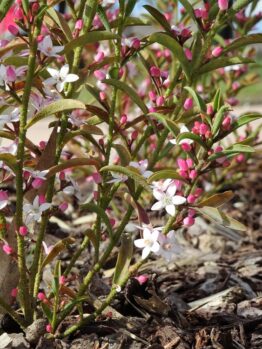 Philotheca Ruby Cascade waxflower australian native