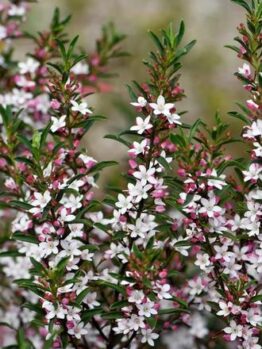 A bush with profusions of small white and pink Philotheca 'Profusion' Waxflower 6" Pot surrounded by green leaves.