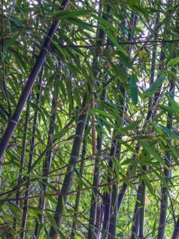 Image of Phyllostachys 'Black Bamboo' 8" Pot's dense green stalks and leaves with sunlight filtering through the foliage.