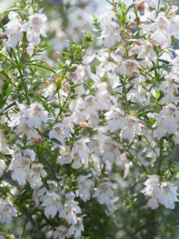 Close-up of Prostanthera 'Dwarf Mint Bush' (Copy) with small white blossoms and green foliage.