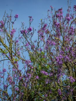 Tree branches with clusters of small purple flowers set against a clear blue sky give an enchanting "Prostanthera 'Purple Haze' Mint Bush 6" Pot" effect.