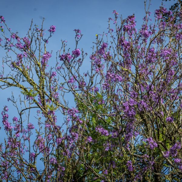 Tree branches with clusters of small purple flowers set against a clear blue sky give an enchanting "Prostanthera 'Purple Haze' Mint Bush 6" Pot" effect.