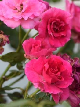 Close-up of several vibrant pink Rose 'Australian Beauty' Bush Form (Copy) in various stages of bloom, set amidst lush green foliage.