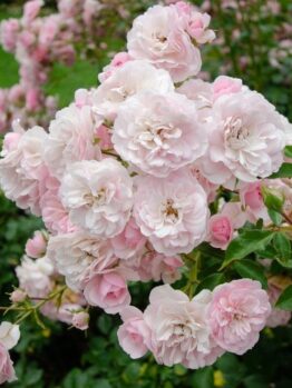 A cluster of light pink Rose 'Guardian Angel™' Bush Form (Copy) with lush green foliage in the background.