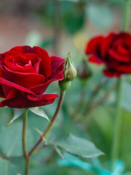 Close-up of two blossoming red roses on a green bush, their Rose 'Addictive Lure' Bush Form (Copy) drawing you in, with one vibrant bud in the foreground.