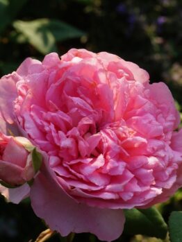 A fully bloomed Rose 'Charlotte™' David Austin Bush Form (Copy) with a smaller rose bud next to it, surrounded by green leaves and a blurred background.