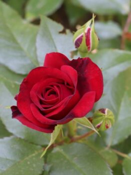 A red Rose 'Maurice Utrillo' David Austin Bush Form (Copy) in full bloom with a closed bud nearby, surrounded by green leaves. A white daisy is visible in the background, reminiscent of a Maurice Utrillo painting.