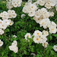 White roses in full bloom, surrounded by green foliage, create a picturesque scene in the garden. The Rose 'Hansa' Bush Form (Copy) adds a touch of elegance to this natural beauty.