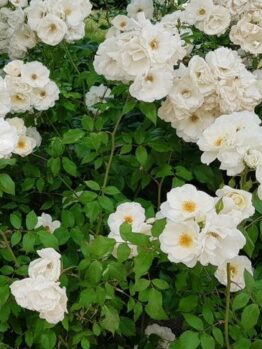 White roses in full bloom, surrounded by green foliage, create a picturesque scene in the garden. The Rose 'Hansa' Bush Form (Copy) adds a touch of elegance to this natural beauty.