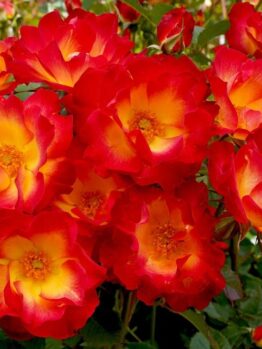A Rose 'Ballerina' Bush Form (Copy), with red and yellow roses in full bloom, surrounded by green foliage.