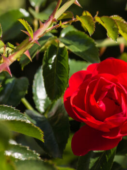 A vibrant red Rose 'Mona Lisa' Bush Form (Copy) in full bloom, surrounded by glossy green leaves and thorny stems.
