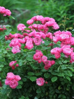 A Rose 'Raspberry Cupcake™' Bush Form with vibrant pink roses blooming amidst lush green foliage creates a stunning garden setting.