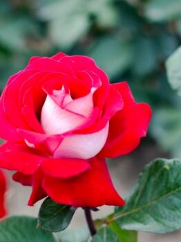 A red and white Rose 'Ellen Willmott' Bush Form (Copy) in bloom, surrounded by lush green leaves.
