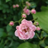 Close-up of a pink Rose 'Kazanlik' Bush Form (Copy) in bloom surrounded by several rosebuds, set against a background of green leaves.