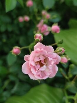 Close-up of a pink Rose 'Kazanlik' Bush Form (Copy) in bloom surrounded by several rosebuds, set against a background of green leaves.
