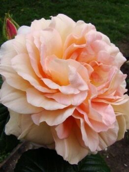 A large, pale peach-colored Rose 'Mrs. Oakley Fisher' Bush Form (Copy) in full bloom with ruffled petals is seen against a background of green leaves and soil.
