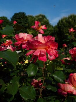 Garden scene featuring vibrant pink Rose 'Bordeaux' PBR Bush Form (Copy) in full bloom, with lush green bush form foliage and a clear blue sky in the background.