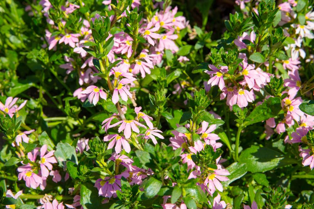Close-up of numerous pink flowers with green leaves growing densely in a garden, reminiscent of the lush beauty you'd find in a Scaevola 'Aussie Salute' PBR 6" Pot (Copy) selection.