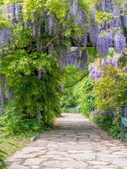 A stone pathway surrounded by lush greenery and Wisteria floribunda 'White' vines in 13" pots leads to a hidden garden area with a blue bench on the right.