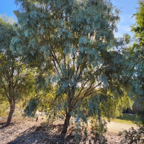 A tall Acacia 'Weeping Myall' 6" Pot with dense green foliage is illuminated by sunlight, casting shadows on the ground, surrounded by other trees in an outdoor setting.