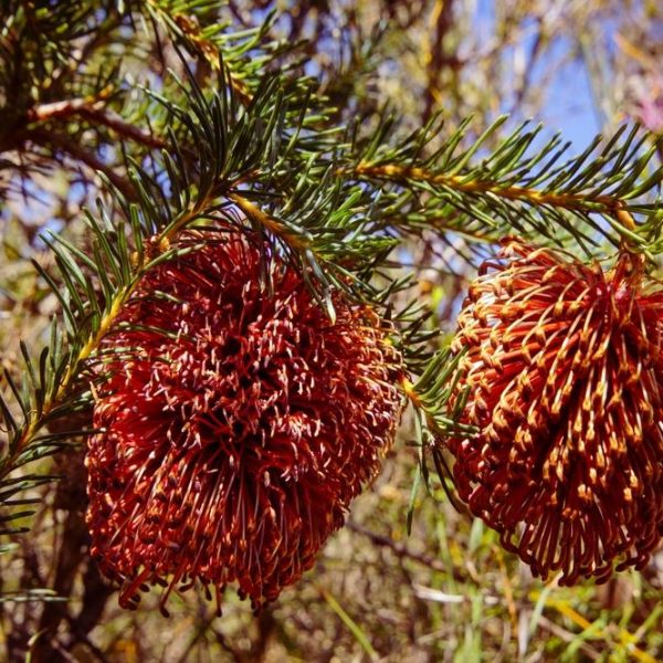 banksia violacea violet banksia australian native purple flowered