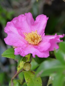 A close-up image of a pink flower with yellow stamens surrounded by green foliage.
