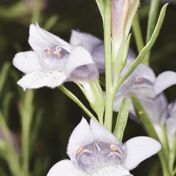 Close-up of a flowering Eremophila 'Moonlight' 6" Pot plant with small, white flowers and green stems. The flowers have five petals with a delicate, translucent texture and visible stamens at the center. Perfectly sized for any 6" pot, this moonlight beauty adds a serene touch to your garden.