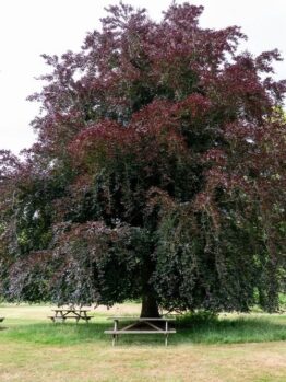A large tree with dark purple leaves stands in a grassy area with several picnic tables underneath and nearby.