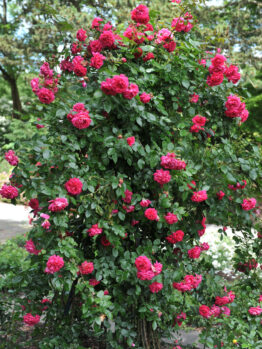 A lush bush of vibrant red Rose 'Laguna' Climber roses in full bloom, their beauty accentuated by green foliage, thrives as a stunning climber in an outdoor garden.