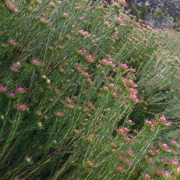 Dense green bush with numerous small pink flowers growing on tall, slender stems in an 8" pot. The foliage appears to be leaning slightly to one side, possibly due to wind. Trees and a distant landscape are in the background, making it reminiscent of a Leucadendron 'Jubilee Crown' 8" Pot.