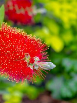 Close-up of a vibrant red bottlebrush flower in a 6" pot against a blurred green leafy background, showcasing the stunning beauty of the Melaleuca 'Ulladulla Beacon' Honey Myrtle 6" Pot.