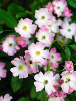 Cluster of small, pink and white flowers with green leaves in a delightful Rose 'Addictive Lure' Bush Form (Copy).
