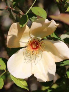 A close-up of a single pale yellow Rose 'Princess Anne' Bush Form (Copy) in full bloom, surrounded by green leaves.