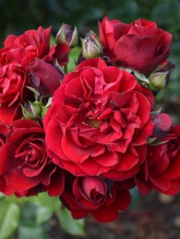 A cluster of Rose 'Cumberland' Climbers in full bloom, with dark green leaves in the background.