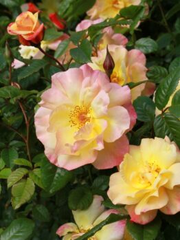 Close-up of blooming Rose 'Laguna' Climber (Copy) with pink and yellow petals surrounded by green foliage.