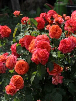 A cluster of vibrant orange and pink Rose 'Addictive Lure' Bush Form (Copy) roses in full bloom in a garden, with lush green leaves and other foliage providing a beautiful backdrop.