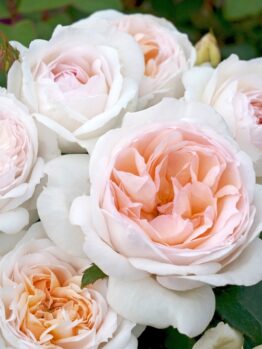 Close-up of a blooming light pink Rose 'Addictive Lure' Bush Form with lush green leaves in the background, creating an addictive lure for the senses.