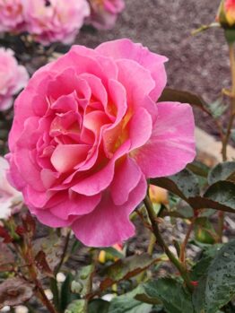 A close-up of a vibrant pink Rosa 'Elodie Gossuin' David Austin Bush Form (Copy) in full bloom with green leaves, David Austin's signature touch, and other smaller pink roses blurred in the background.