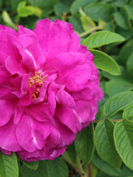 A close-up of a Rose 'Bridal Bouquet' Bush Form (Copy) in pristine bloom captures the delicate beauty of this bush form variety.