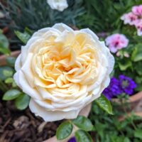 Close-up of a cream-colored Rose 'Fair Bianca' Bush Form (Copy) with multiple petals, blooming in a garden. Various other flowers and greenery are visible in the blurred background.