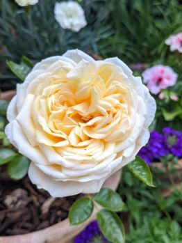 Close-up of a cream-colored Rose 'Fair Bianca' Bush Form (Copy) with multiple petals, blooming in a garden. Various other flowers and greenery are visible in the blurred background.