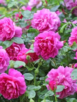 A cluster of vibrant pink roses, reminiscent of Rose 'Raspberry Cupcake™' Bush Form (Copy) hues, in full bloom with lush green leaves surrounding them.