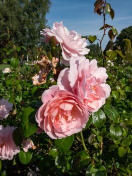 Rose 'Forget Me Not' David Austin Bush Form (Copy) in full bloom with green leaves in a garden under a clear blue sky.