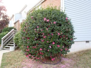 camellia sculpture