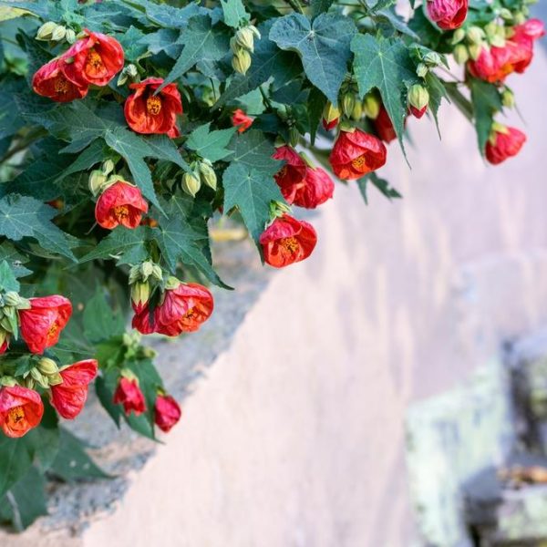 An Abutilon 'Red' (Copy), with its vibrant red flowers, thrives next to a weathered concrete wall and steps.