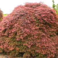 A large, bushy tree with dense, reddish foliage and thin, delicate leaves.