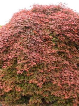 A large, bushy tree with dense, reddish foliage and thin, delicate leaves.