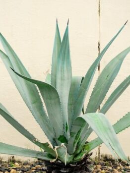 A large Agave 'Variegated Century Plant' (Copy) with thick, pointed, green leaves grows in front of a cream-colored wall. The agave is surrounded by small pebbles and stones.