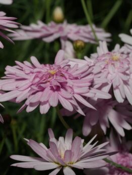Close-up of several Argyranthemum 'Pink Posy' Marguerite Daisy 6" Pot (Copy) with elongated petals, set against a background of green foliage.